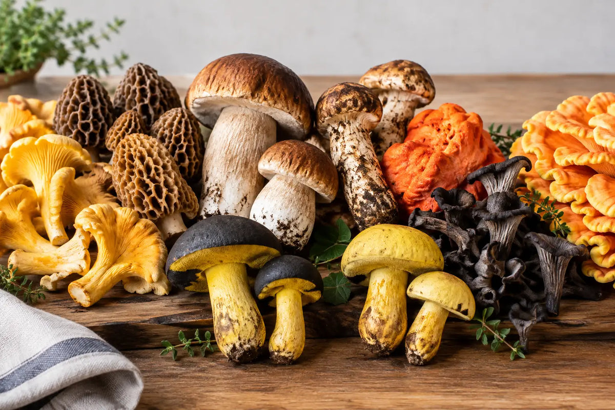 Mushroom Gift Review for Serious Home Cooks