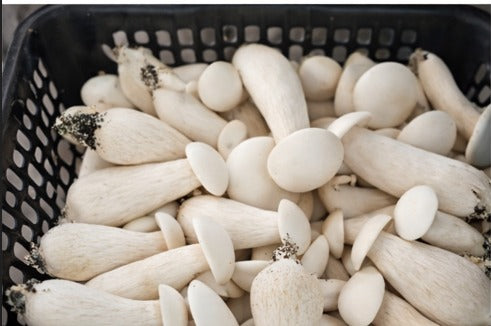 Giant Milky Mushroom (Calocybe indica)