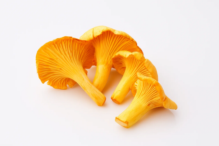 Chanterelles - 1LB