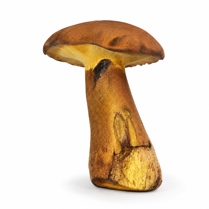 Fresh Cultivated Yellow Boletus (Buchwaldoboletus xylophilus) – 1 lb – Exclusive at Crown Fungi