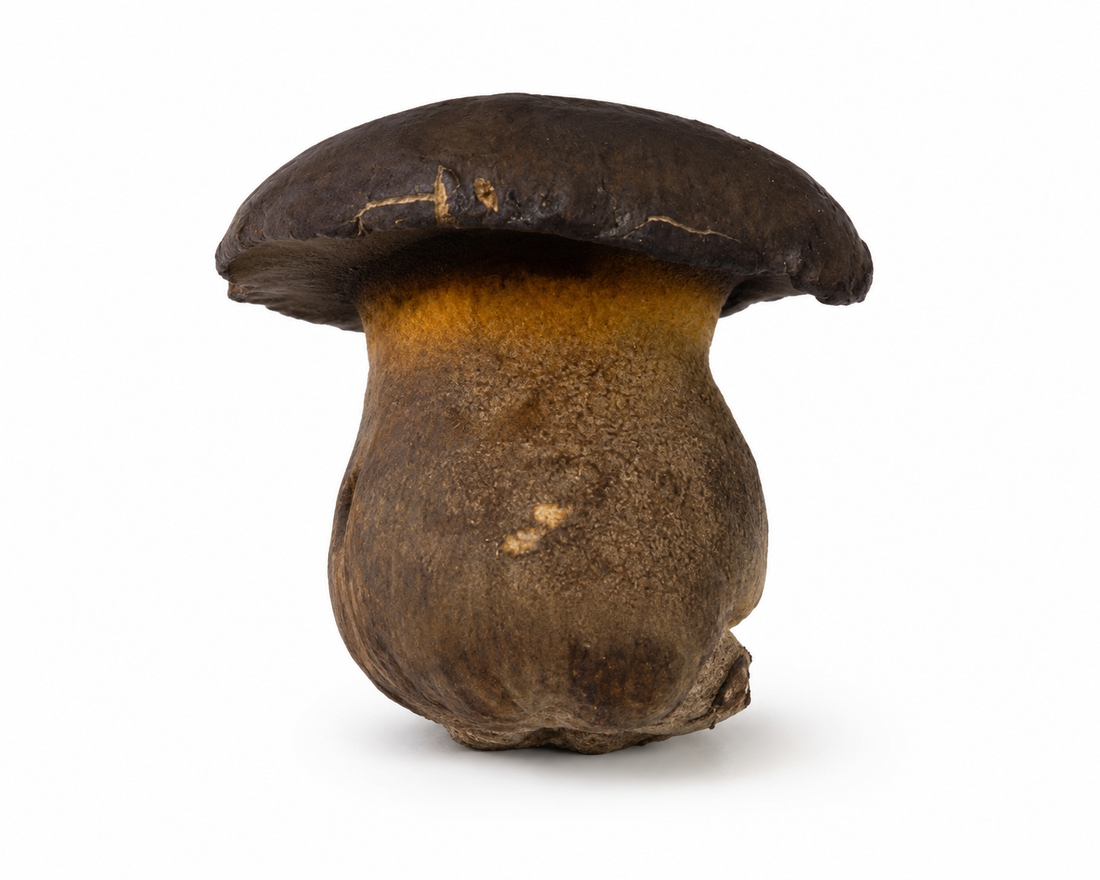 Fresh Cultivated Black Boletus (Phlebopus portentosus) – 1 lb – Exclusive at Crown Fungi