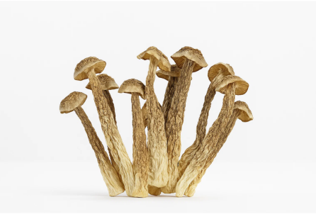Deer Antler Mushroom (Dried) - 1LB