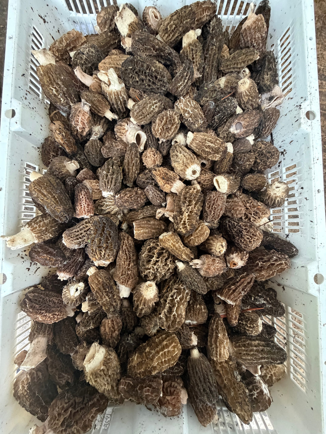 Fresh Morel Mushrooms – 1 lb