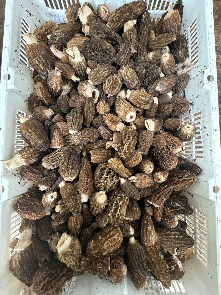 Fresh Morel Mushrooms – 1 lb
