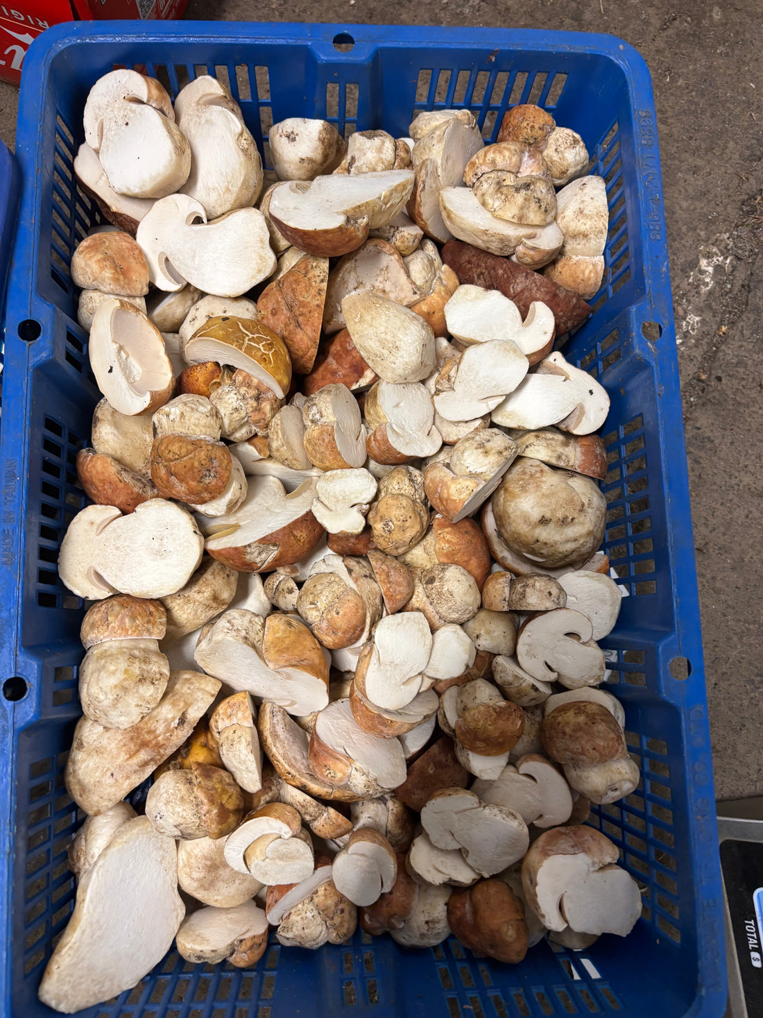Fresh Porcini Mushrooms (Oregon) – 1 lb