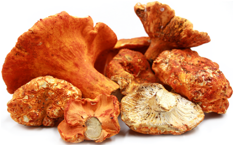 Lobster Mushroom - 1LB