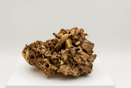 Maitake (Dried) - 1LB