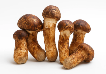 Matsutake - 1LB
