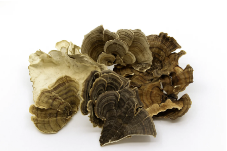 Turkey Tail (Dried) - 1LB