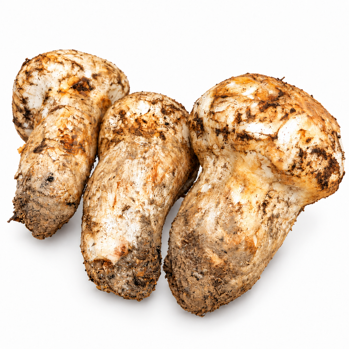 Fresh wild matsutake mushrooms on a clean white background