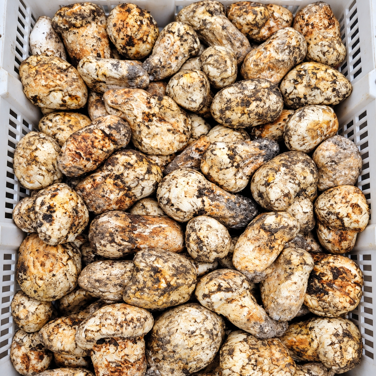 Fresh matsutake mushrooms in a harvest crate