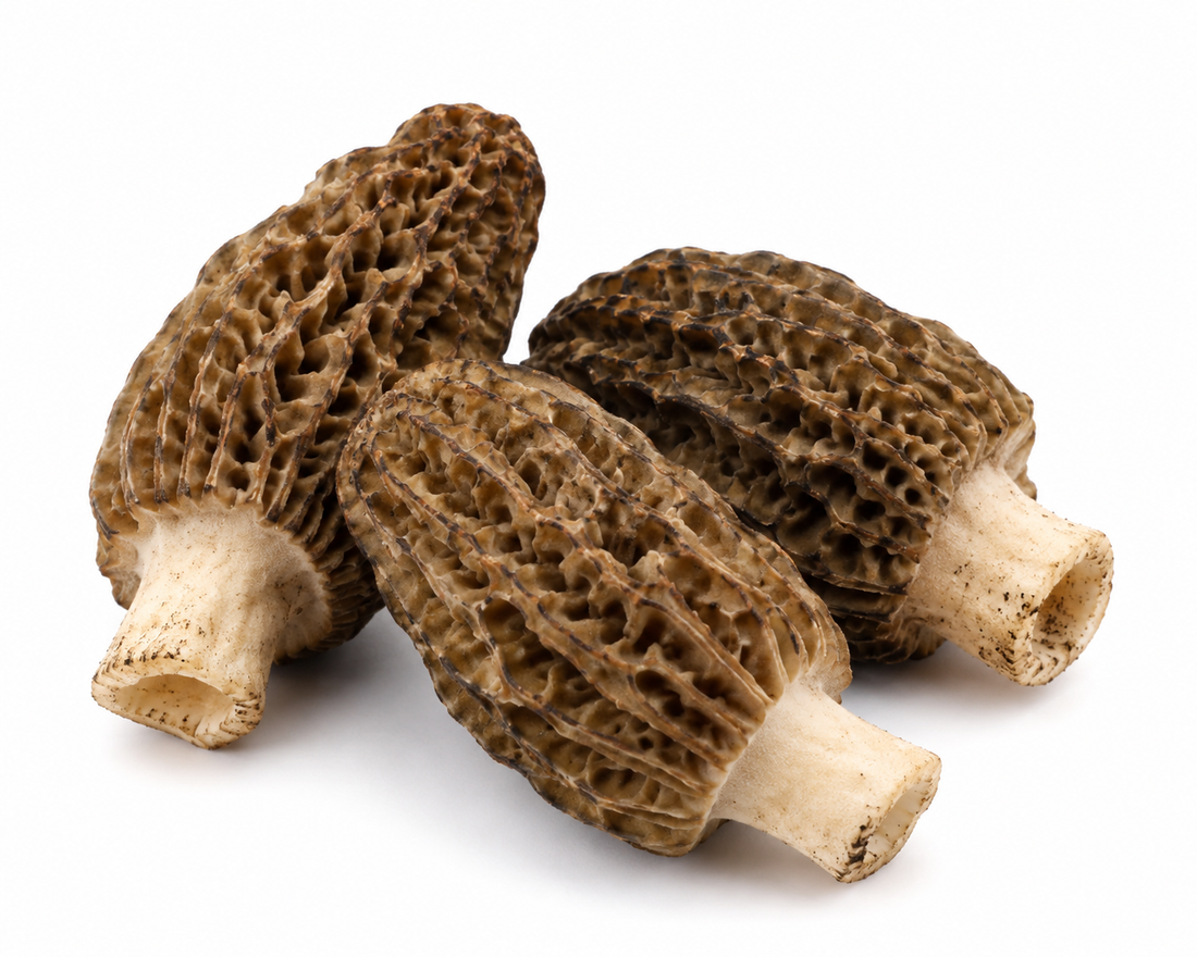 Fresh whole morel mushrooms on white background