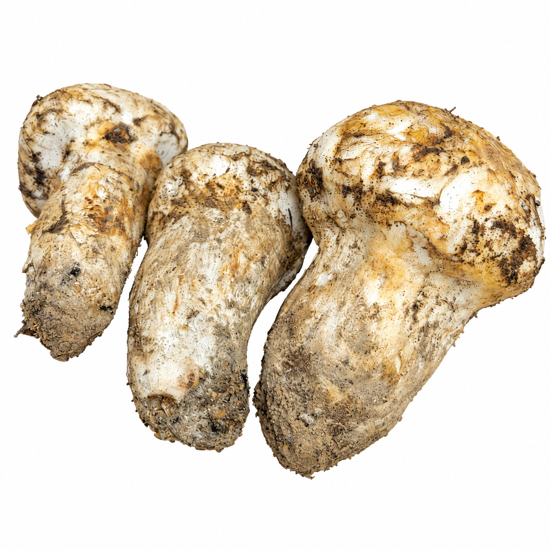 Three fresh matsutake mushrooms on white