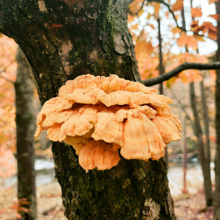 Fresh Chicken of the Woods Mushrooms – Wild Foraged