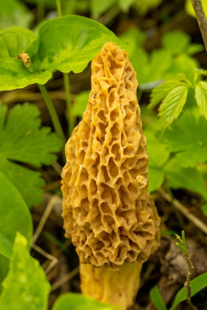 Fresh Morel Mushrooms – Wild Foraged