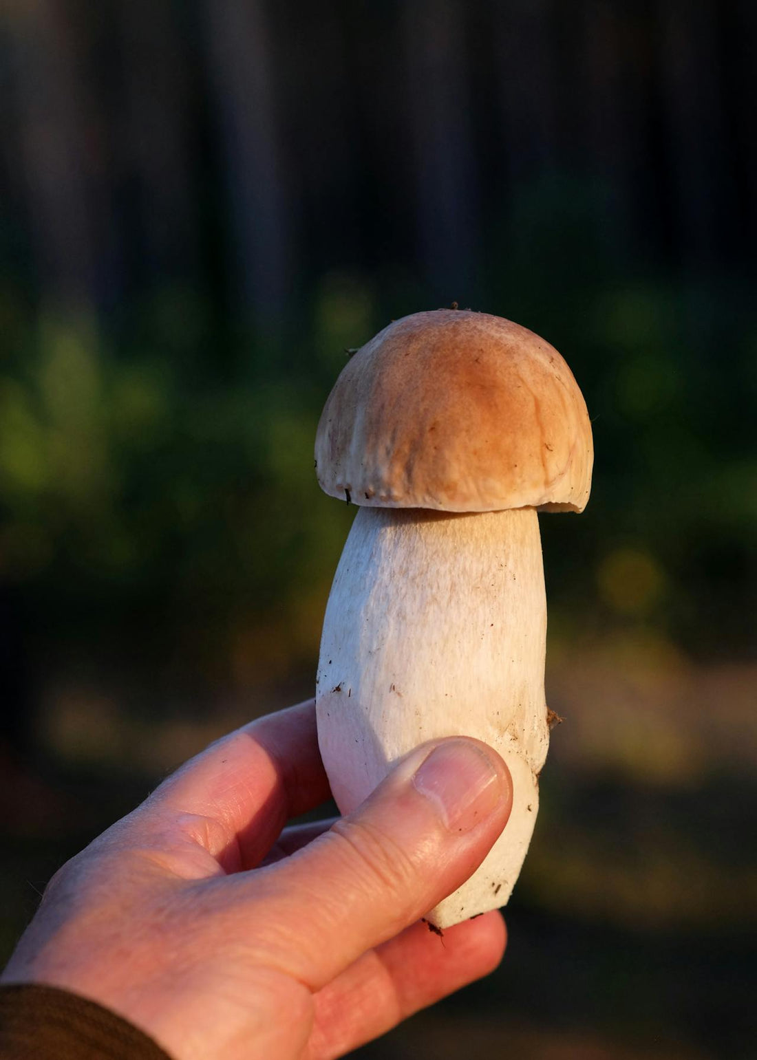 Fresh Porcini Mushrooms (Oregon) – Wild Foraged